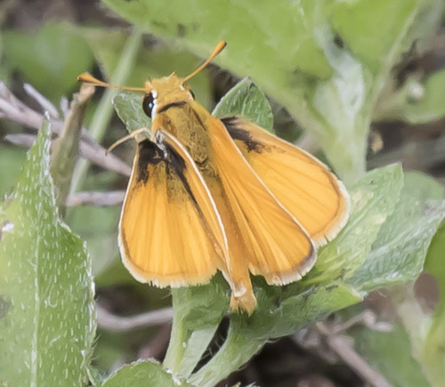 Orange Skipperling