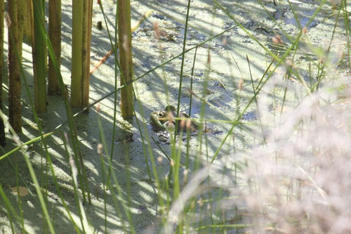 iNaturalist observation photo of American Bullfrog