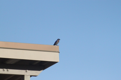 iNaturalist observation photo of Western Bluebird