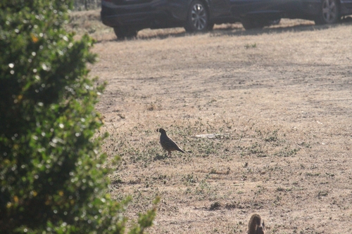 iNaturalist observation photo of California Quail