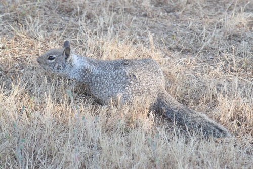 iNaturalist observation photo of California Ground Squirrel