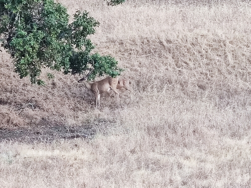 iNaturalist observation photo of Mule Deer