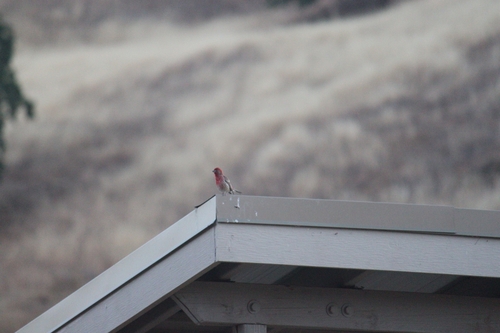 iNaturalist observation photo of House Finch