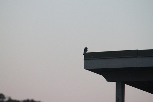 iNaturalist observation photo of Black Phoebe