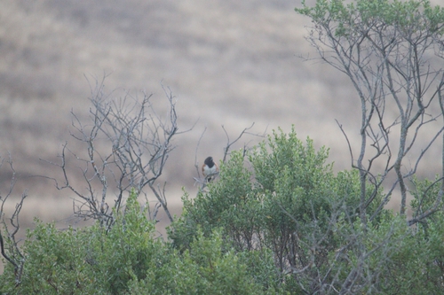 iNaturalist observation photo of Spotted Towhee