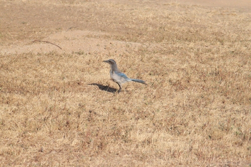 iNaturalist observation photo of California Scrub-Jay