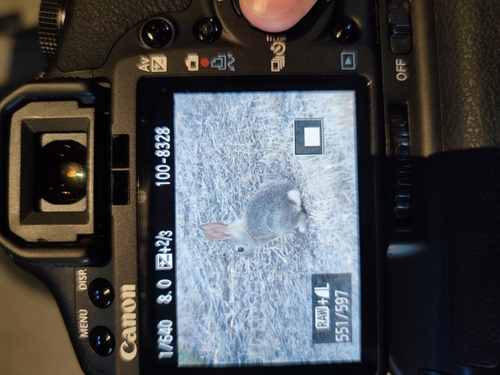 iNaturalist observation photo of Brush Rabbit