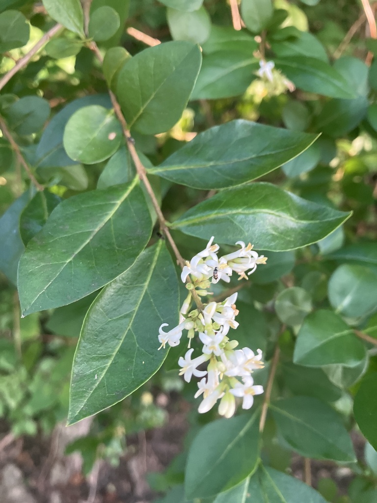 garden privet from Ashley Rd, Newark, DE, US on June 18, 2022 at 07:03 ...