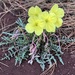 Yellow Evening Primrose - Photo (c) Chris McCreedy, all rights reserved, uploaded by Chris McCreedy
