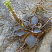 Dudleya cymosa crebrifolia - Photo (c) Gabi McLean, todos os direitos reservados, uploaded by Gabi McLean