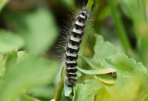 Acronicta dentinosa