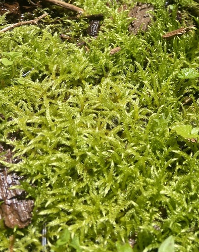 Brachythecium frigidum