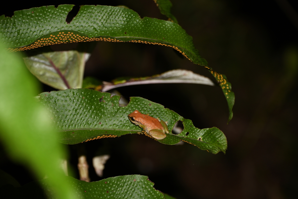 Pristimantis omeviridis from Aguarico, Ecuador on June 3, 2021 by Ariel