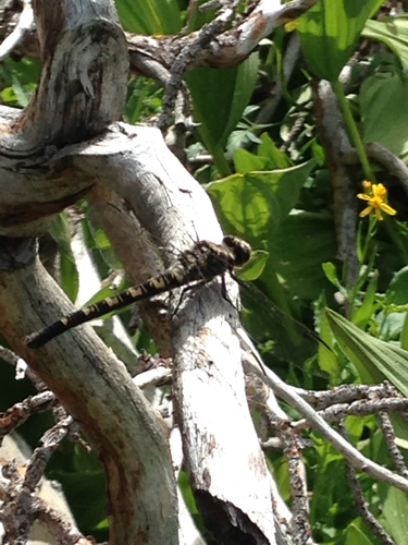 iNaturalist observation photo of Black Petaltail