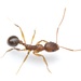 Carolina Collared Ant - Photo (c) Aaron Stoll, all rights reserved, uploaded by Aaron Stoll