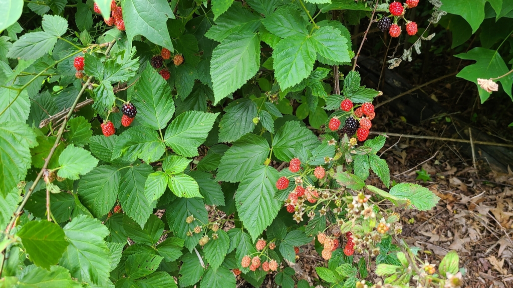 brambles from Milford, VA 22514, USA on June 24, 2022 at 0214 PM by