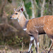 Northern Bushbuck - Photo (c) ToutTerrain, all rights reserved, uploaded by ToutTerrain