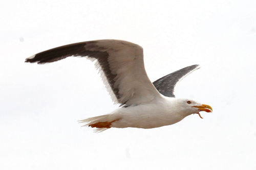 Yellow-footed Gull