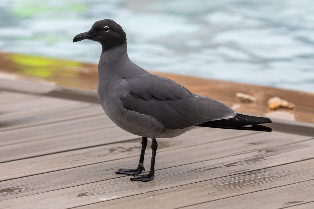 Lava Gull photo