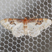 Idaea mustelata - Photo (c) Valter Jacinto, all rights reserved, uploaded by Valter Jacinto