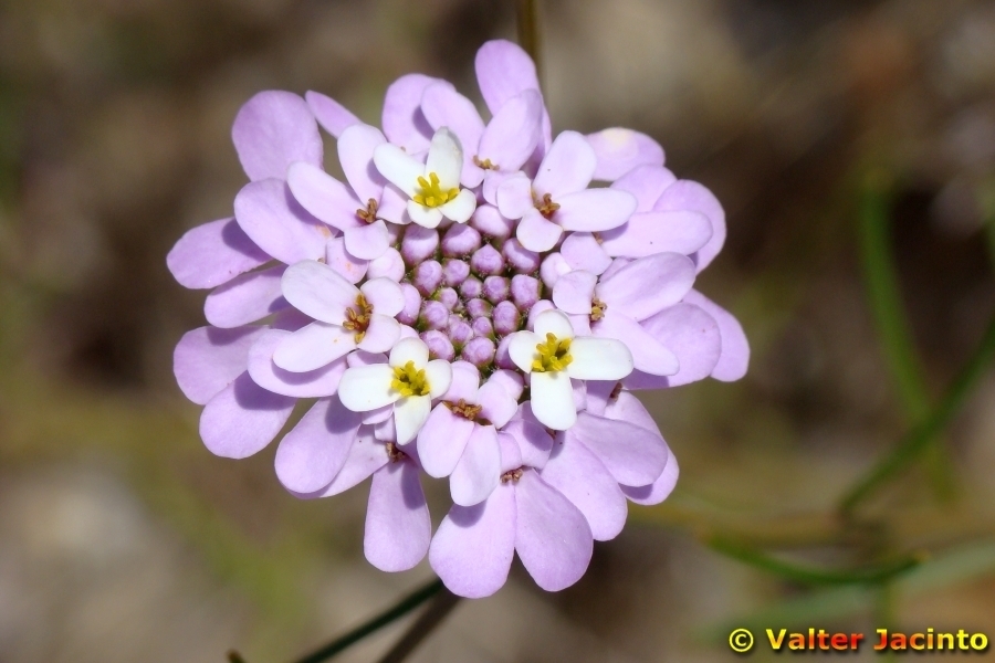 Carraspique