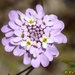 Ciliate-leaved Candytuft - Photo (c) Valter Jacinto, all rights reserved