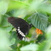 Papilio alphenor - Photo (c) Stijn De Win, all rights reserved, uploaded by Stijn De Win