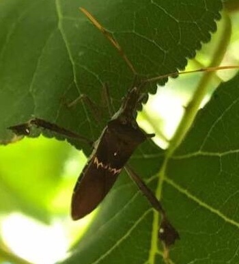 Leptoglossus zonatus from 760 1st St, Brentwood, CA, US on July 6, 2018 ...