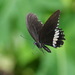 Papilio alphenor - Photo (c) Stijn De Win, todos os direitos reservados, uploaded by Stijn De Win