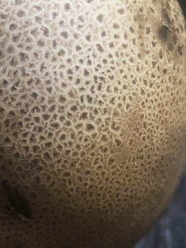 Leopard Earthball