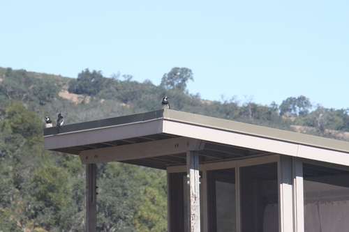 iNaturalist observation photo of Acorn Woodpecker