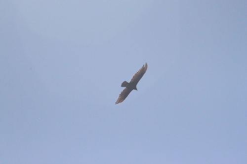 iNaturalist observation photo of Turkey Vulture