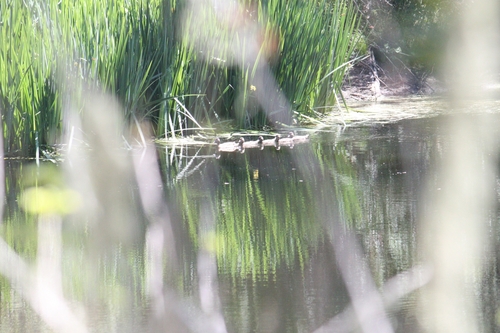 iNaturalist observation photo of Mallard