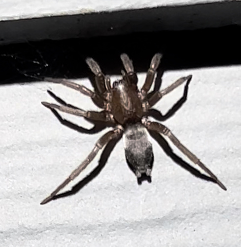 Mouse Spider