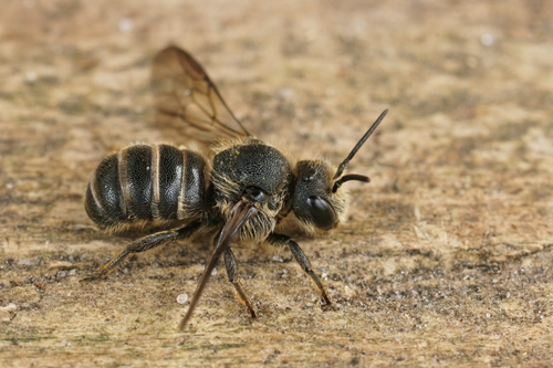 Banded Dark-Bee