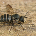 Banded Dark Bee - Photo (c) Henk Wallays, all rights reserved, uploaded by Henk Wallays