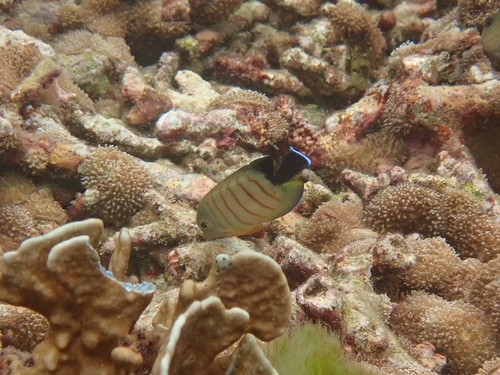 Mimic Surgeonfish — seen at this dive site