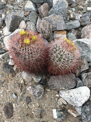 iNaturalist observation photo of California Barrel Cactus