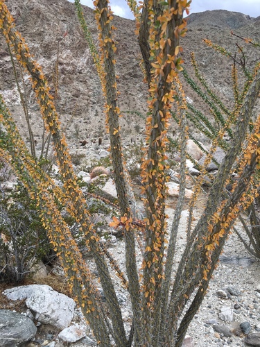 iNaturalist observation photo of ocotillo
