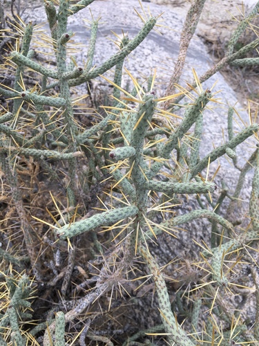 iNaturalist observation photo of Branched Pencil Cholla