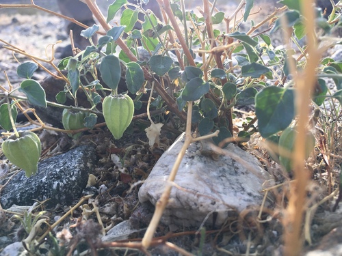 iNaturalist observation photo of Thickleaf Groundcherry