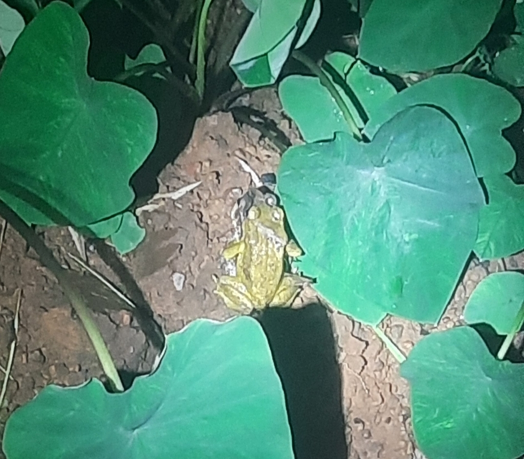 Asian common toad from p2fh 2xq sateli bhedshi maharashtra 416512