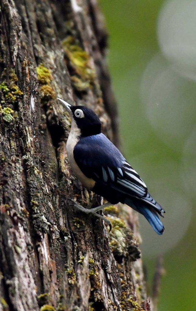 Blue Nuthatch (Sitta azurea) photo