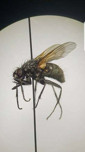 Phaonia incana