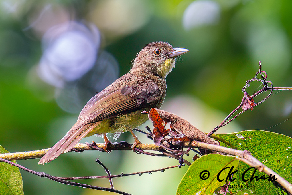 Finsch's Bulbul (Iole finschii) photo