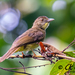 Finsch's Bulbul - Photo (c) Chan Chee Keong, all rights reserved, uploaded by Chan Chee Keong