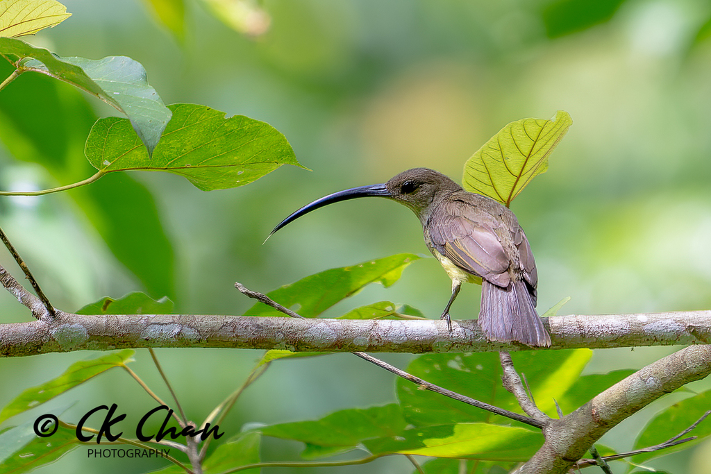 Long-billed Spiderhunter photo