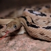 Trans-pecos Ratsnake - Photo (c) Tingkun Luo, all rights reserved, uploaded by Tingkun Luo