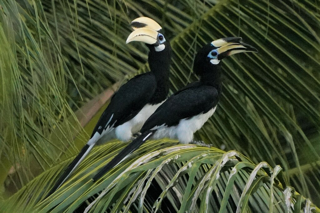 Oriental Pied-Hornbill photo