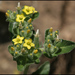 Mentzelia micrantha - Photo 由 NatureShutterbug 所上傳的 (c) NatureShutterbug，保留所有權利